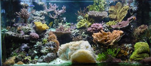 A Readers Digest summary of Eric V. Van Der Hope's Reef Keeping Basics ...
